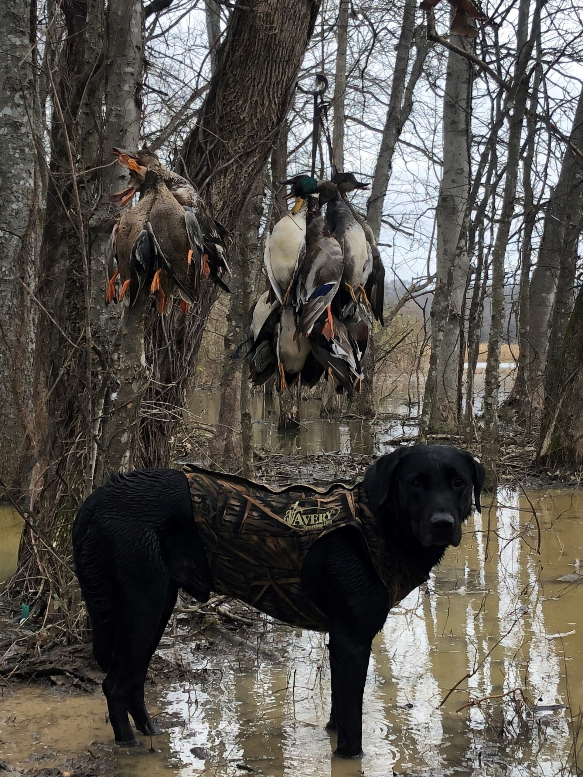 visitjacksoncountyal.com